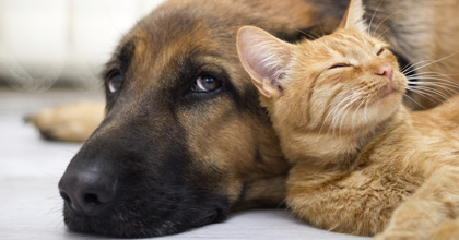 Imagen de perro y gato