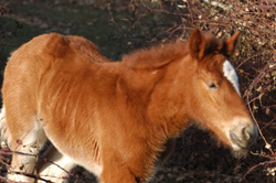 Imagen de caballos