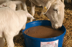 Imagen de ovejas comiendo